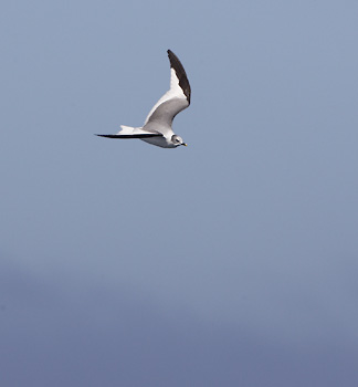 Sabine's Gull (Xema sabini) photo image