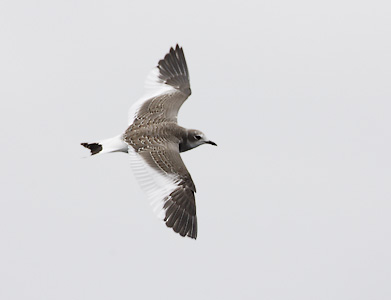 Sabine's Gull (Xema sabini) photo image