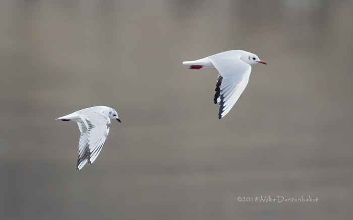 Saunders's Gull (Chroicocephalus saundersi) photo
