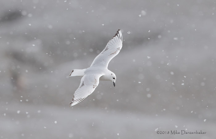 Saunders's Gull (Chroicocephalus saundersi) photo