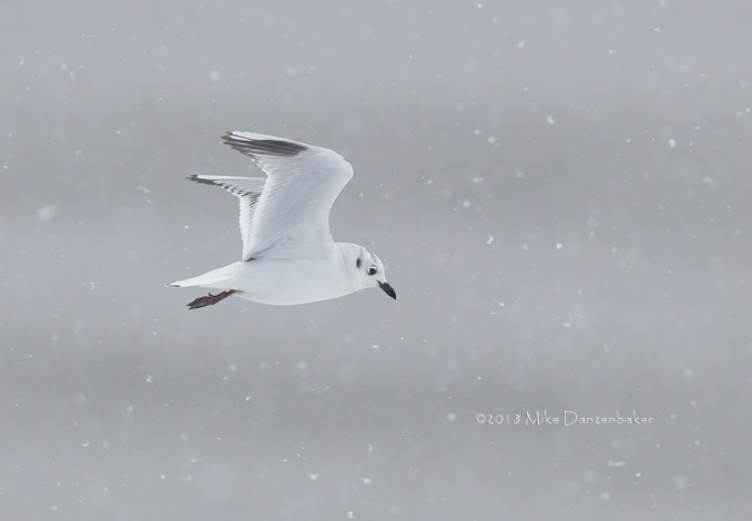 Saunders's Gull (Chroicocephalus saundersi) photo
