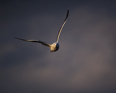 Slaty-backed Gull (Larus schistisagus) photo image