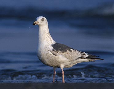 Slaty-backed Gull (Larus schistisagus) photo image