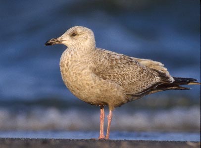 Slaty-backed Gull (Larus schistisagus) photo image