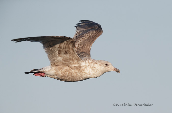 Slaty-backed Gull (Larus schistisagus) photo image