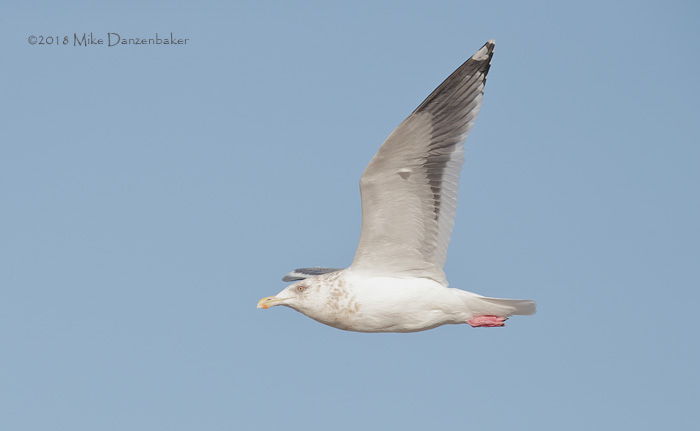 Slaty-backed Gull (Larus schistisagus) photo image