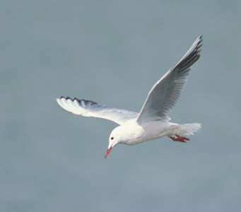 Slender-billed Gull (Chroicocephalus genei) photo image