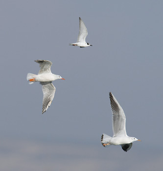 Slender-billed Gull (Chroicocephalus genei) photo image