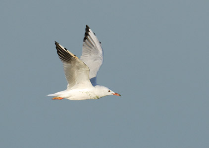 Slender-billed Gull (Chroicocephalus genei) photo image
