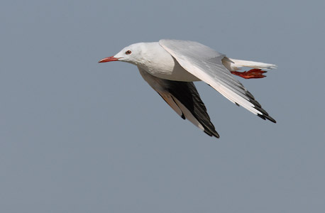 Slender-billed Gull (Chroicocephalus genei) photo image