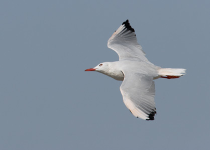 Slender-billed Gull (Chroicocephalus genei) photo image