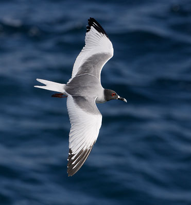 Swallow-tailed Gull (Creagrus furcatus) photo