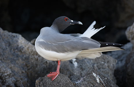 Swallow-tailed Gull (Creagrus furcatus) photo