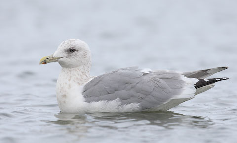 Thayer's Gull (Larus thayeri) photo image