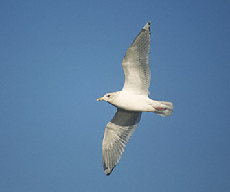 Thayer's Gull (Larus thayeri) photo image