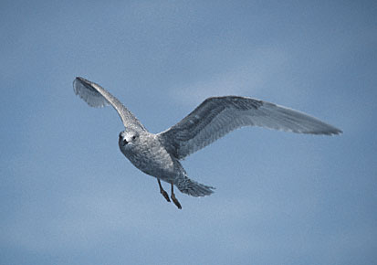 Thayer's Gull (Larus thayeri) photo image