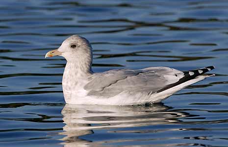 Thayer's Gull (Larus thayeri) photo image