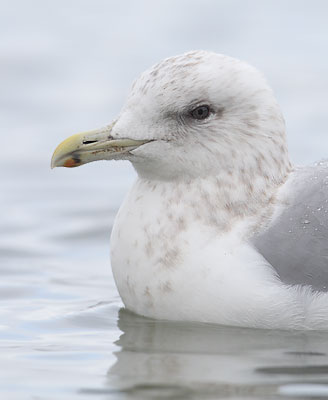 Thayer's Gull (Larus thayeri) photo image