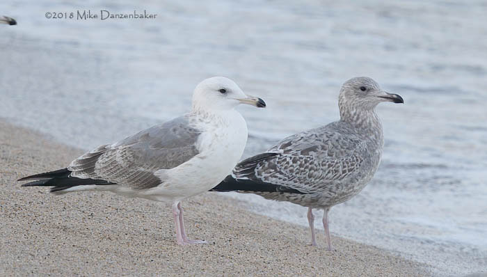 Taimyr Gull (Larus [fuscus] [heuglini] taimyrensis) photo