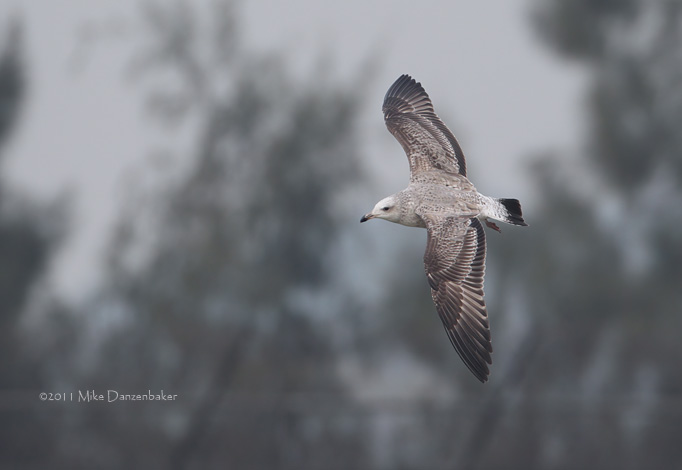Vega Gull (Larus vegae) photo image