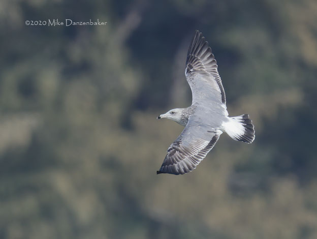 Vega Gull (Larus vegae) photo image