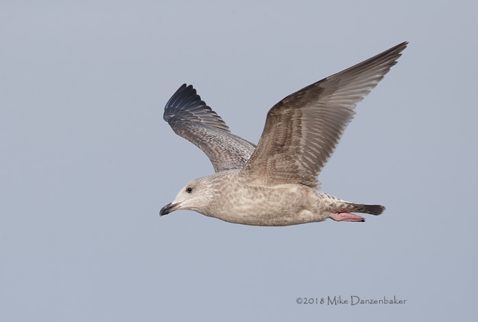 Vega Gull (Larus vegae) photo image