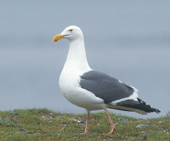 Western Gull (Larus occidentalis) photo image
