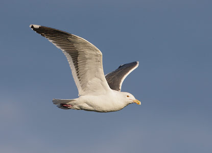 Western Gull (Larus occidentalis) photo