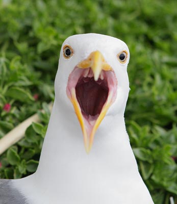 Western Gull (Larus occidentalis) photo image