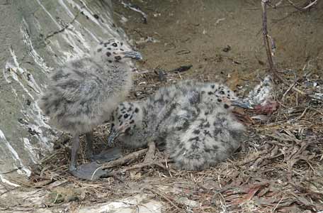 Western Gull (Larus occidentalis) photo image