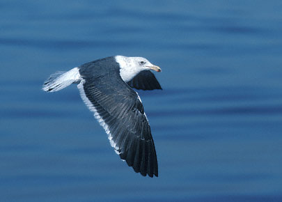 Western Gull (Larus occidentalis) photo image