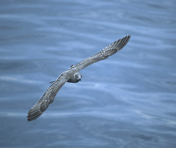 Western Gull (Larus occidentalis) photo image