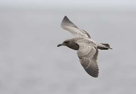 Western Gull (Larus occidentalis) photo image