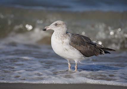 Yellow-footed Gull (Larus livens) photo