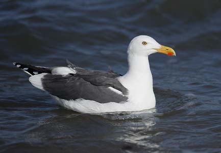 Yellow-footed Gull (Larus livens) photo