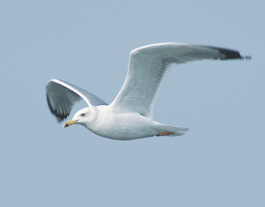Yellow-legged Gull (Larus michahellis) photo image