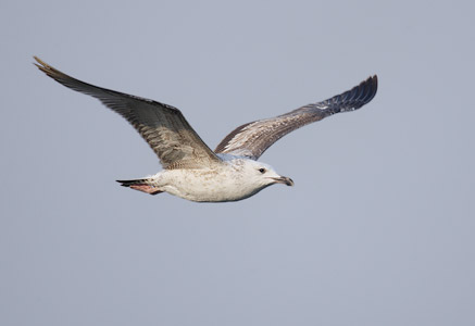 Yellow-legged Gull (Larus michahellis) photo image