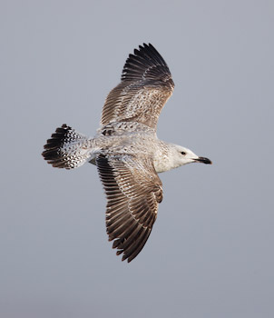 Yellow-legged Gull (Larus michahellis) photo image