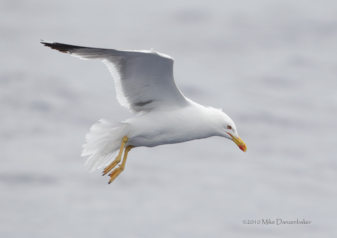 Yellow-legged Gull (Larus michahellis) photo image