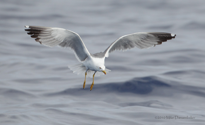 Yellow-legged Gull (Larus michahellis) photo image