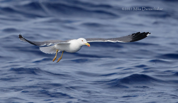 Yellow-legged Gull (Larus michahellis) photo image