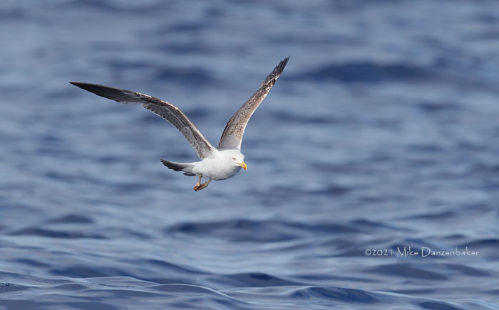 Yellow-legged Gull (Larus michahellis) photo image