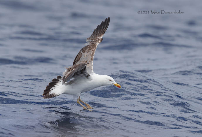 Yellow-legged Gull (Larus michahellis) photo image