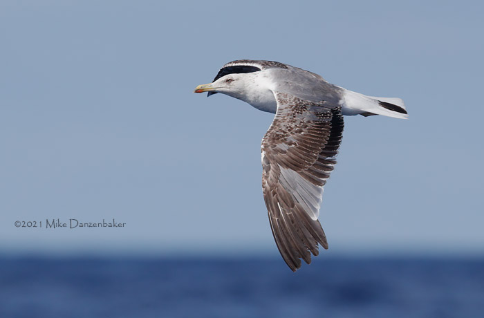 Yellow-legged Gull (Larus michahellis) photo image