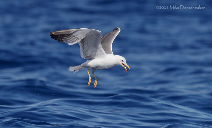 Yellow-legged Gull (Larus michahellis) photo image