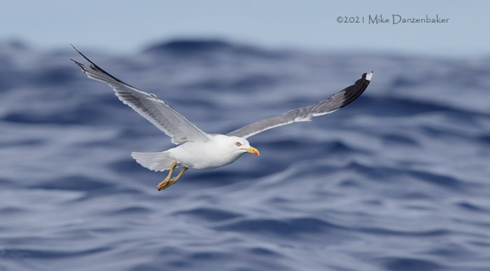 Yellow-legged Gull (Larus michahellis) photo image