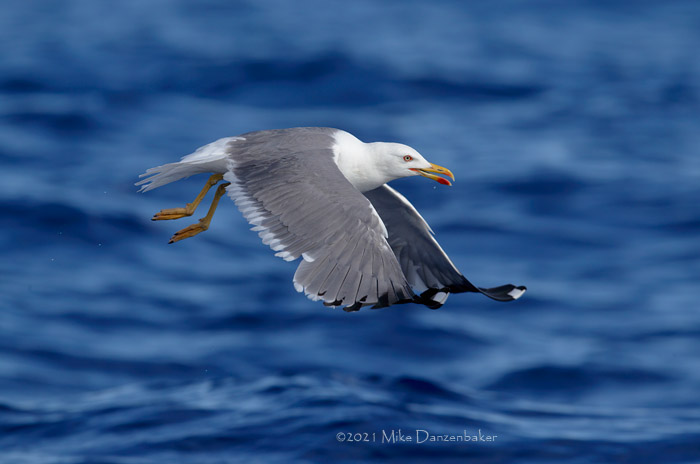 Yellow-legged Gull (Larus michahellis) photo image
