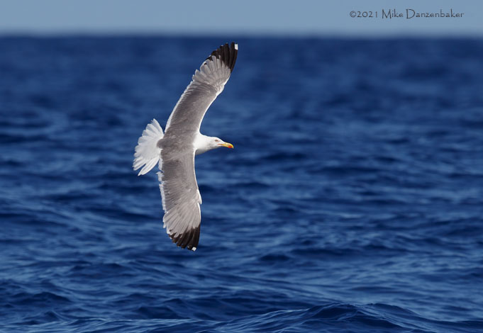Yellow-legged Gull (Larus michahellis) photo image
