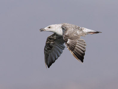 Yellow-legged Gull (Larus michahellis) photo