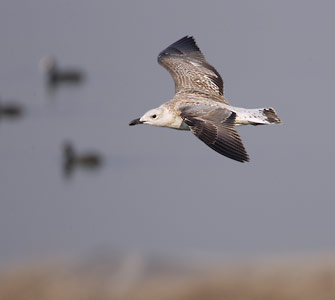 Yellow-legged Gull (Larus michahellis) photo image